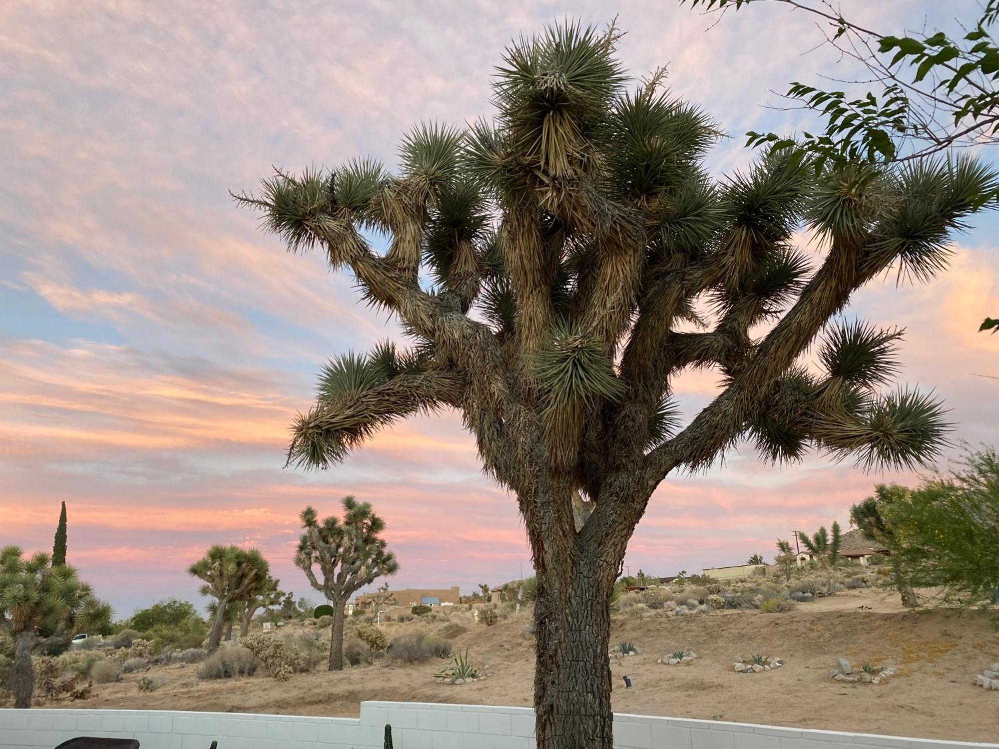 Electroliquid's Casa Pueblo * Joshua Tree